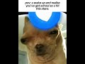 Why🥀 #meme #school #Why #funny #Silly_Kitty_officail_YT #SillyKitty