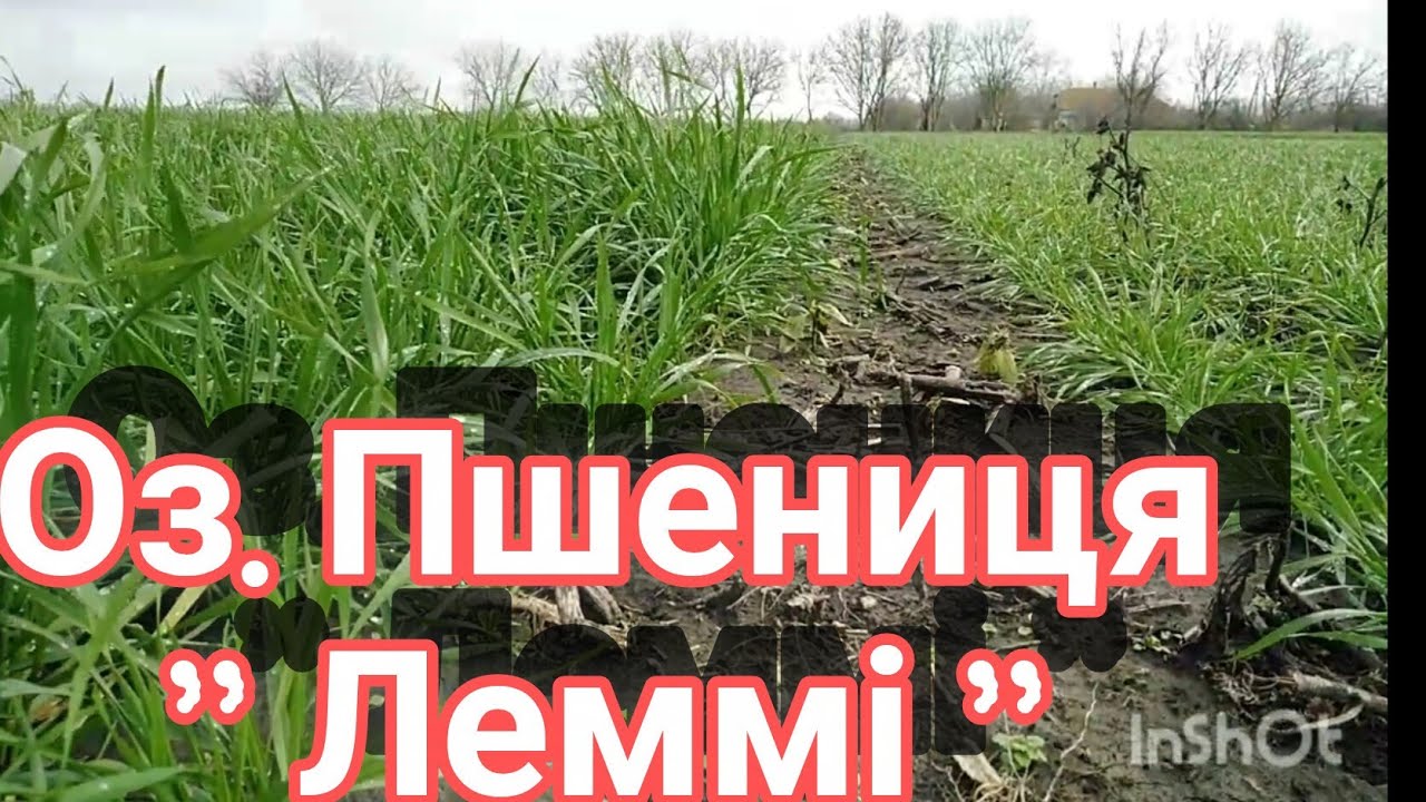 13.12.25. Оз. Пшениця '' Леммі '' від '' Viterra seed ''.