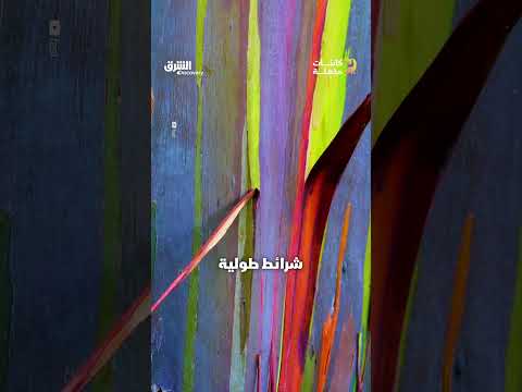شجرة أوكالبتوس