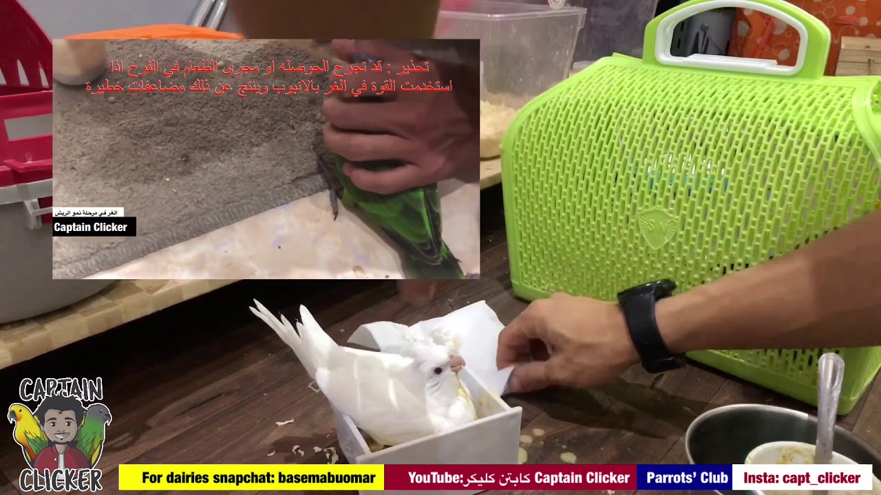 غر فرخ كروان عنيد انسحب بغرض الغر في عمر متأخر