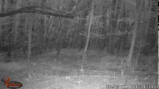 1 20200525 0507 Owl