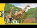 [4K] 认识动物 - 长颈鹿 (Meet the Animals - Giraffe) | 童話故事 | 动物 | Animals | Little Fox Chinese