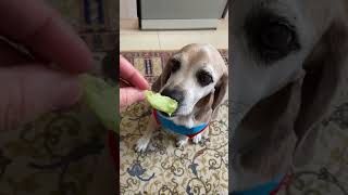 Köpekler sebze yer mi , yemez mi ? #asmr #asmrsounds #köpekbesleme #Beagle #Pırtık