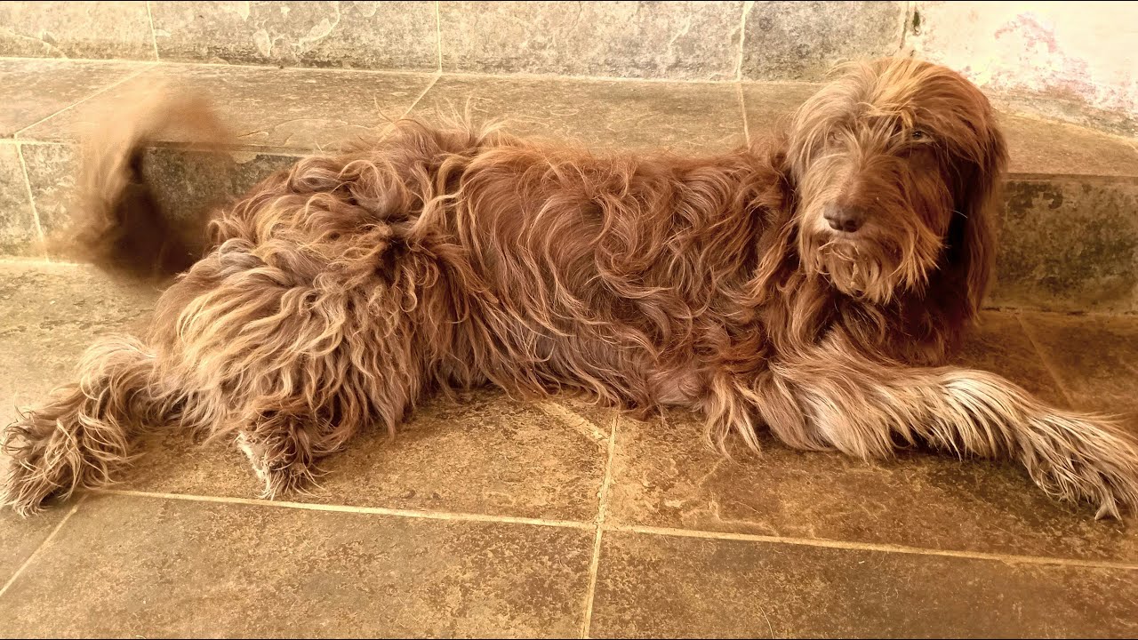 Instrumental - Tristania - Ab Initio (Karaoke)