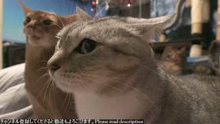 2018.11.30 猫日記   Cat's diary. November 30, 2018 【Miaou みゃう】