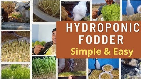 (Hydroponic Fodder) STEP BY STEP DIY | for farm animales and agriculture | (Water Conservation).