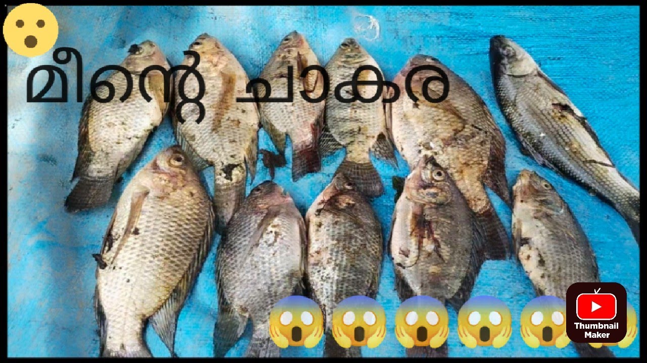 sling shot fishing malayalam fishing slingshot fishingkerala YouTube