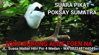 Suara Pikat MP3 Burung Poksay Jambul Sumatra - Burung Silopak