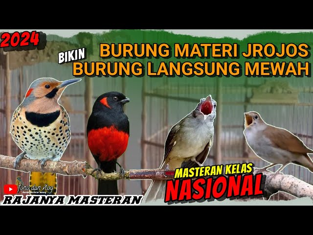 MATERI JROJOS KELAS NASIONAL!! MASTERAN TEMBAKAN KASAR UNTUK ISIAN BURUNG LOMBA - MEWAH class=