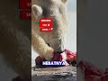 Begini faktanya beruang kutub #shorts #beruangkutub #polarbear