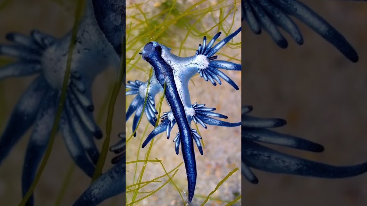 It Proves That Size Does Not Matter! | The Blue Dragon  #education #sea