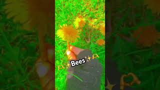 Feeding bees yesterday