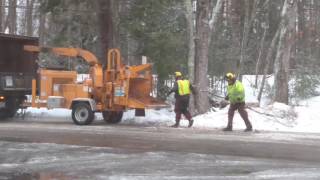Eversource Removing a Tree