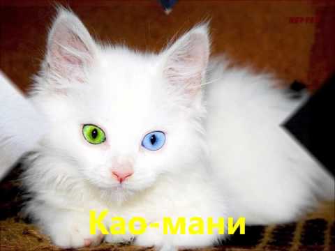 кошка као-мани фото онлайн кошка као-мани фото