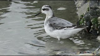 First winter Red Phalarope - Phalaropus fulicarius - Rosse franjepoot / Oostende - Belgium / 7-10-20