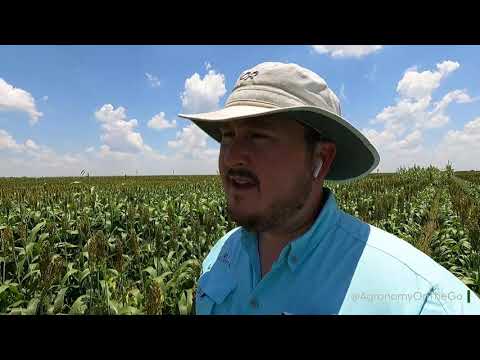 Central Texas Sorghum And Devil S Claw