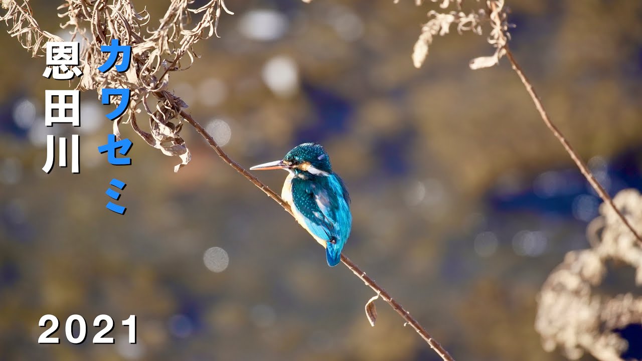 愛称板 信濃川ー鳥海 2021 美しい恩田川のカワセミ(4K) Beautiful Kingfishers At
