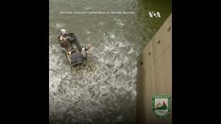 Biểu diễn đánh cá bằng xung điện ở Kentucky Lake, Mỹ (VOA)