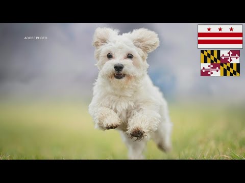 Video: Virusiniai gelbėjimo šuniukai. Įkvėpkite žinomų globėjų mamą, kad galėtumėte sukurti labdaros kalendorių
