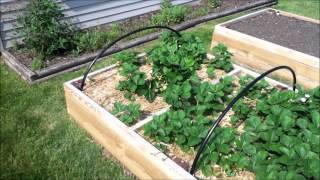 Strawberry bed netting - Updated