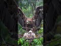 A Symbol of Love: Javan Eagle's Selfless Protection of Its Young"