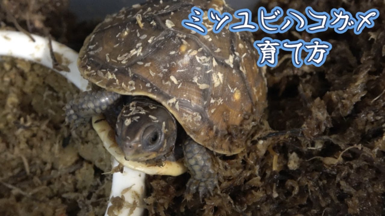ミツユビハコガメ赤ちゃんの育て方