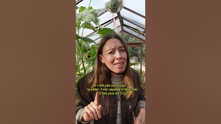 Ce bon vieux troll de Paulownia 😈🌳