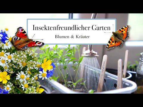 Video: Einjährige Trockenblume (Immortelle): Beschreibung, Lebensraum, medizinische Eigenschaften