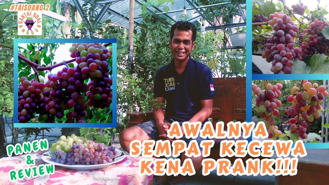 [SANTAI SOAL ANGGUR] #2 KENA PRANK DI AWAL MENANAM‼️ SEKARANG BISA PANEN KAPAN SAJA SAMPAI BOSAN