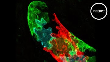 Why humans have puzzle-shaped cells