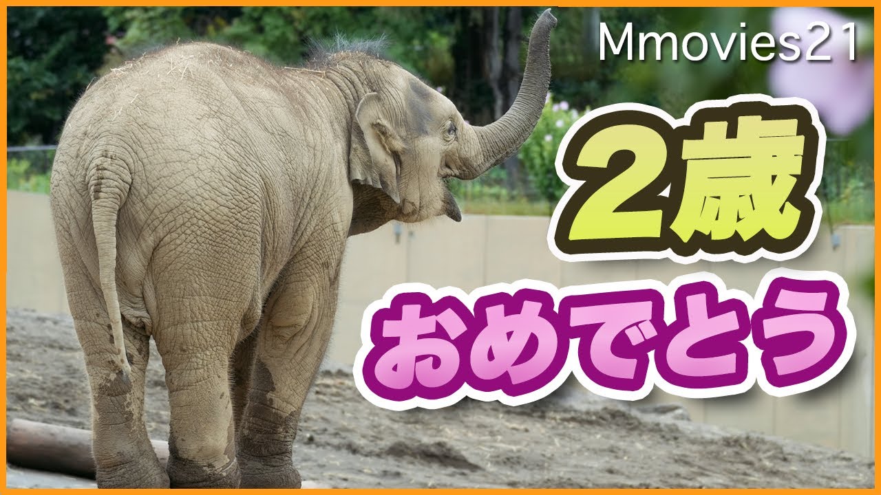Tao's 2nd Birthday] Running with his fur fluttering! The echoing
