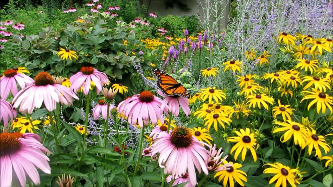 My Toronto Pollinator Garden August 2017 Youtube