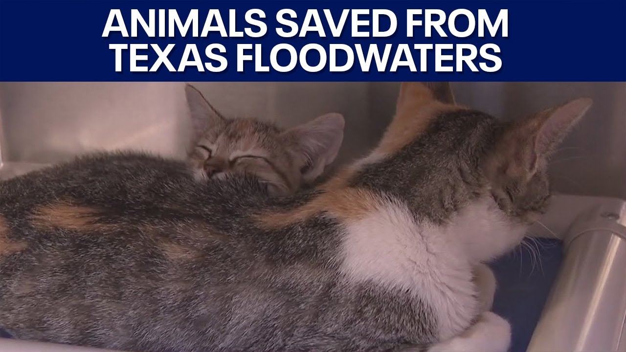 Texas floods: Animals saved from floodwaters by Austin Pets Alive ...
