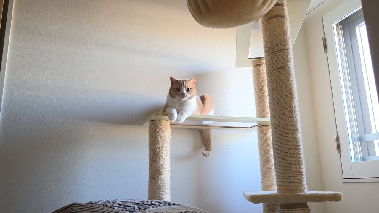 正月ボケのパパを猫が冷めた目で見ているのですが…【スコティッシュフォールド】