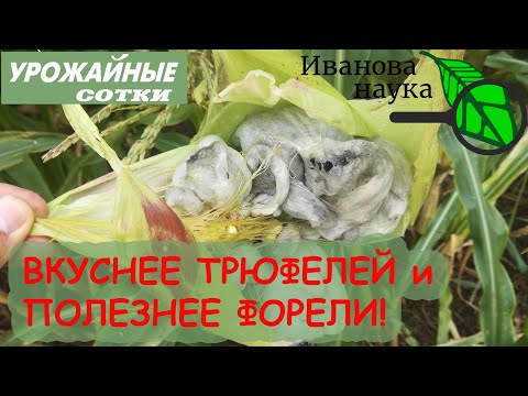 ПОЛЕЗНЕЕ ФОРЕЛИ И