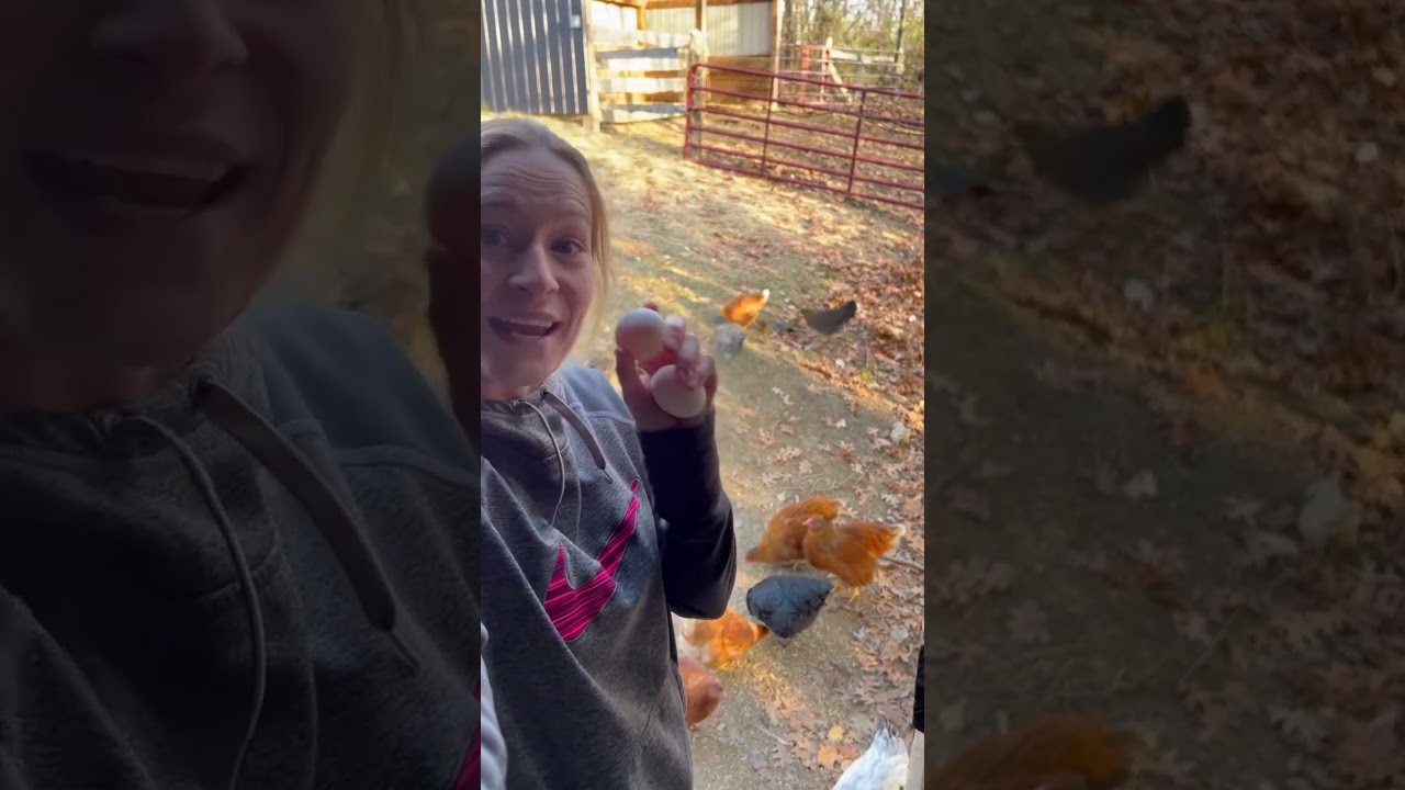 Why every homesteader should have White Leghorn Chickens!🐓🤯    