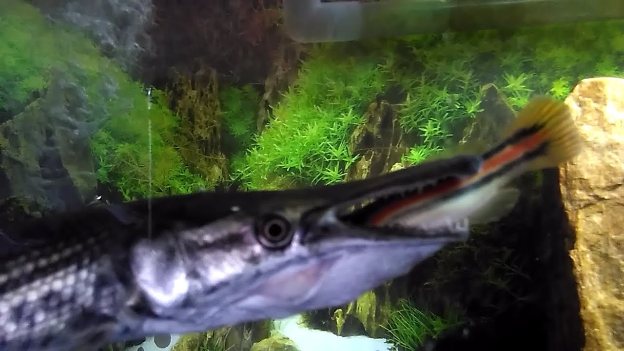 Ikan Aligator Makan Toman