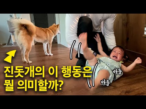 몸부림치며 떼쓰는 체리를 <strong>유심히</strong> 관찰하더니 진돗개가 한 신기한 행동