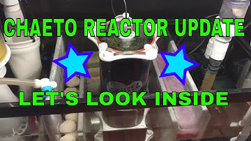 Skimz Macroalgae Reactor - 1 Month Update