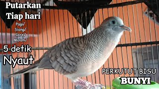 Perkutut Lokal Gacor Suara Besar Pancingan Burung Perkutut Agar Cepat Bunyi