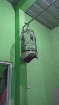 love bird ngekek doraemon