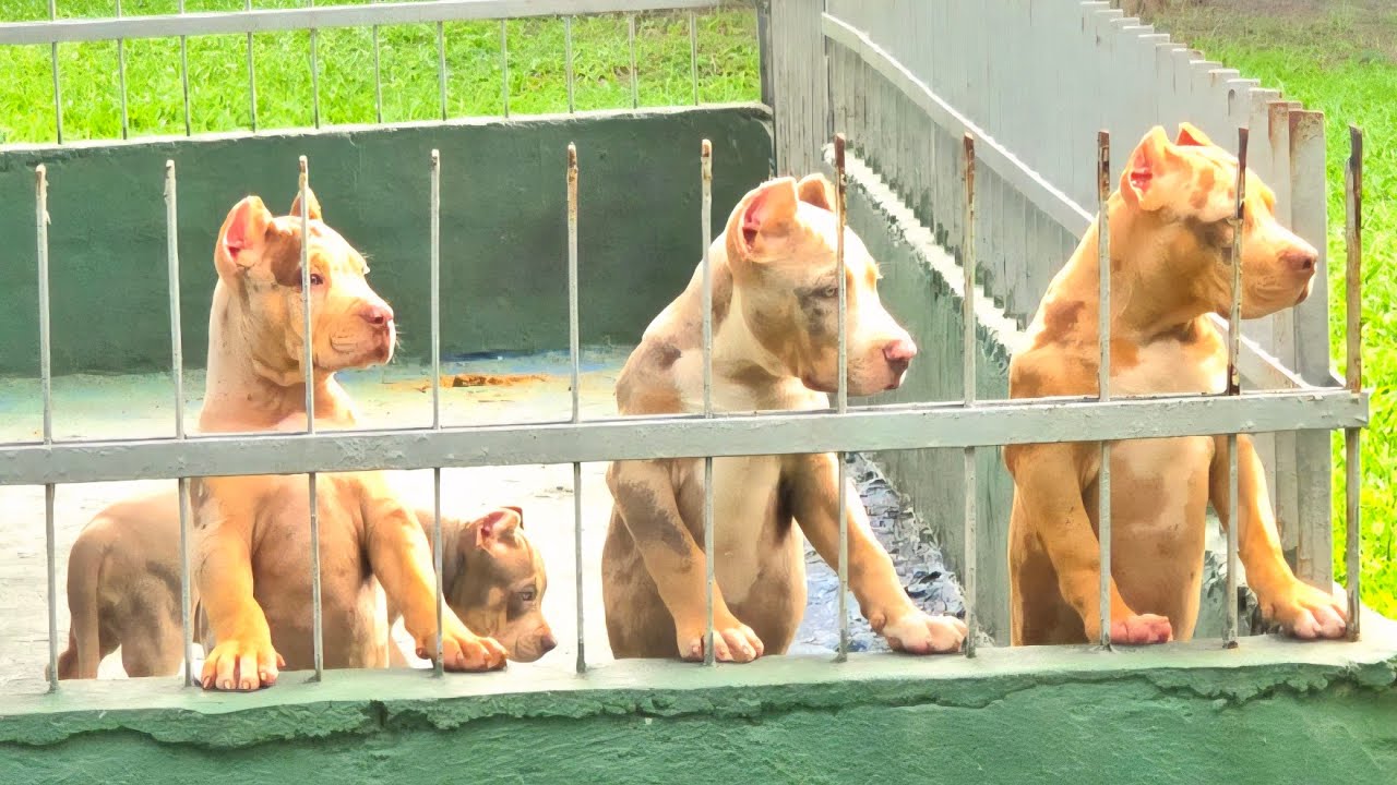 FILHOTES DISPONÍVEIS..A MELHOR GENÉTICA...ESTRUTURA...QUALIDADE THE BEST BULL 