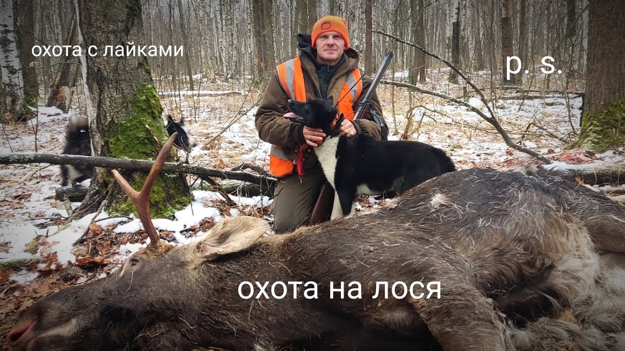 охота на лося с лайками - YouTube