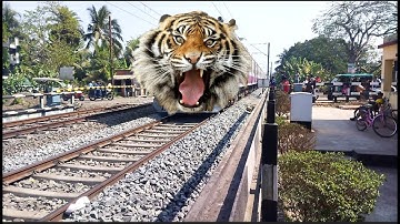 Furious Angry Tiger Speedy Aerodynamic Emu Train Dangerous Moving Throughout At Railgate