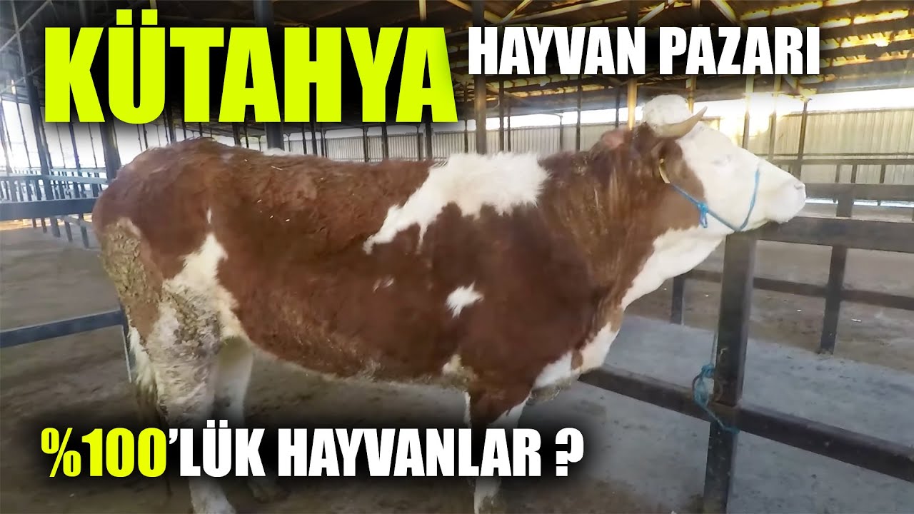 Kütahya Hayvan Pazarında Pazarlıklar Hız Kesmiyor !!!