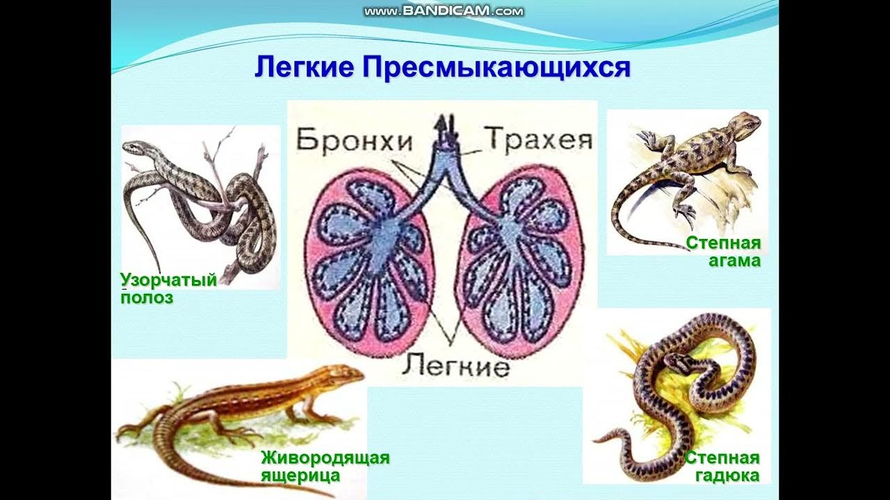 строение функции дыхательной системы рептилий. дыхательная система рептилий схема. дыхательная система рептилий схема. органы дыхательной системы пресмыкающихся. дыхательная система пресмыкающихся строение системы.