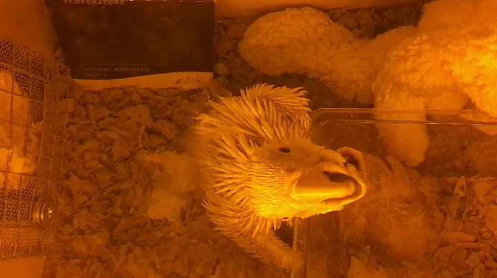 Macaw babies Animal Lovers Pet Store