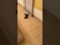 【インドの猫】帰りが遅いと怒られました #cat