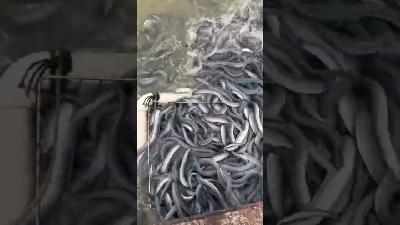 Watch This Crazy Eel Feeding Frenzy! 