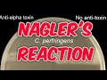 Nagler&#39;s reaction (clostridium perfringens) in hindi
